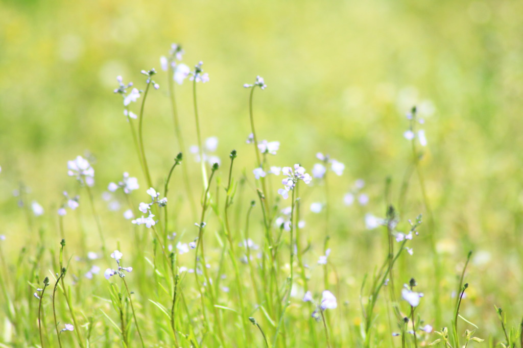 pale spring