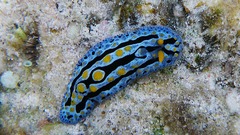 sea slug