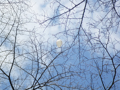 free me to the sky