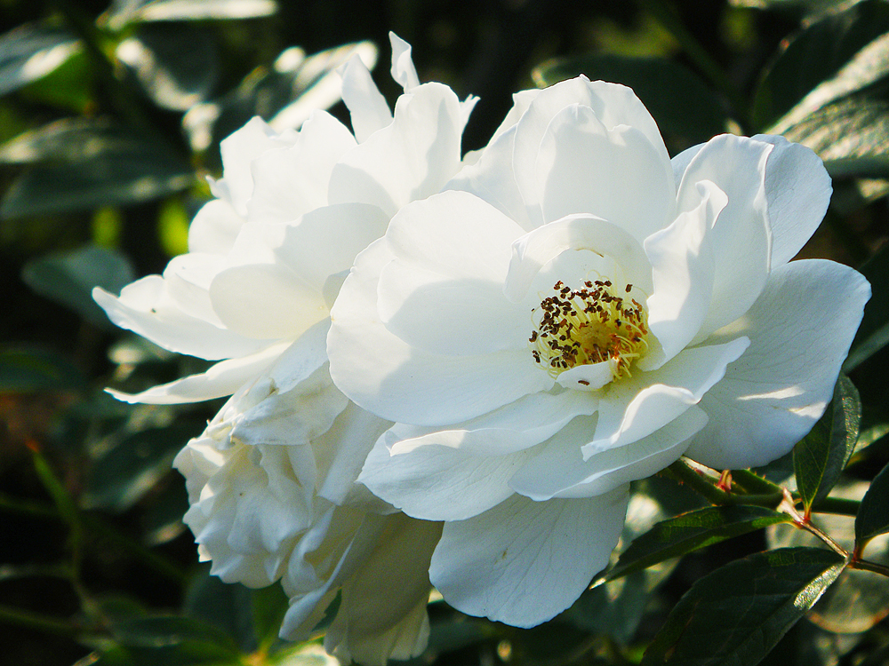 white rose