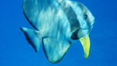 Batfish