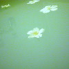 sakura illusion