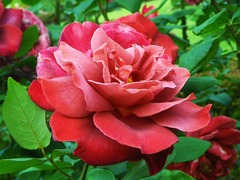 tea rose