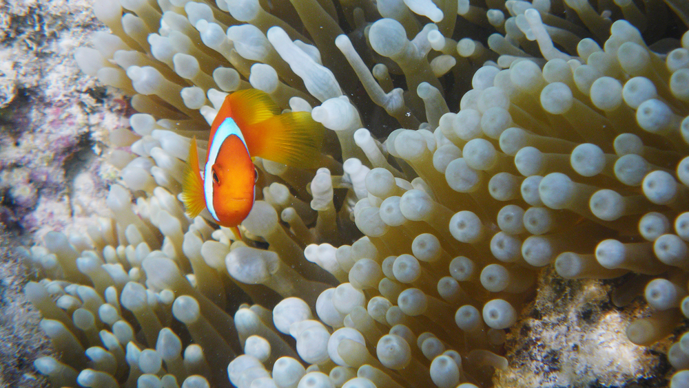 Tomato clownfish