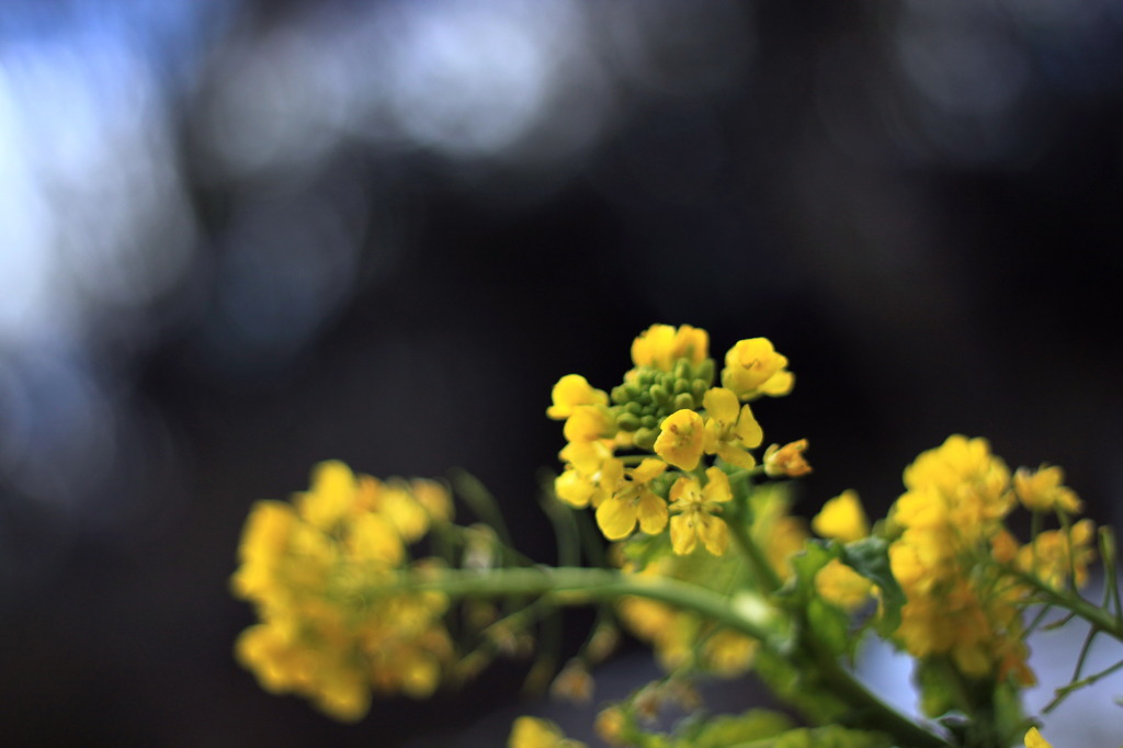 菜の花畑で眠っているのは・・・？