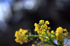 菜の花畑で眠っているのは・・・？