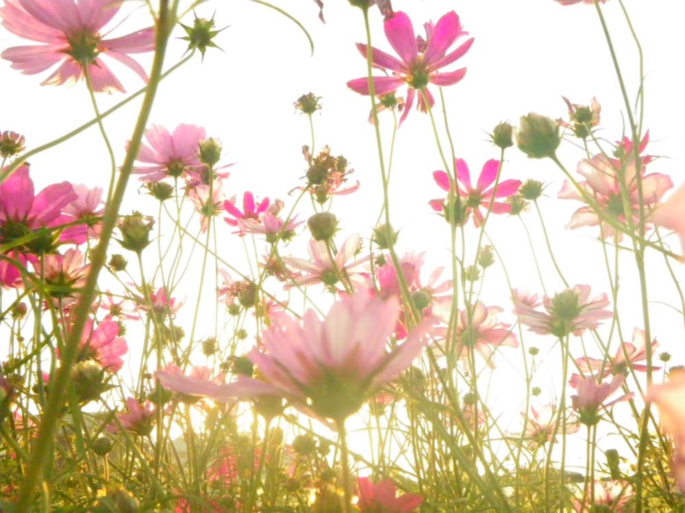 cosmos
