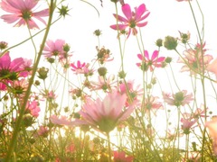 cosmos