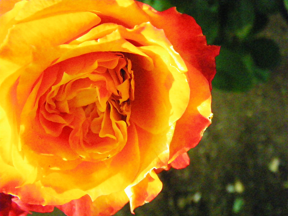 yellow rose