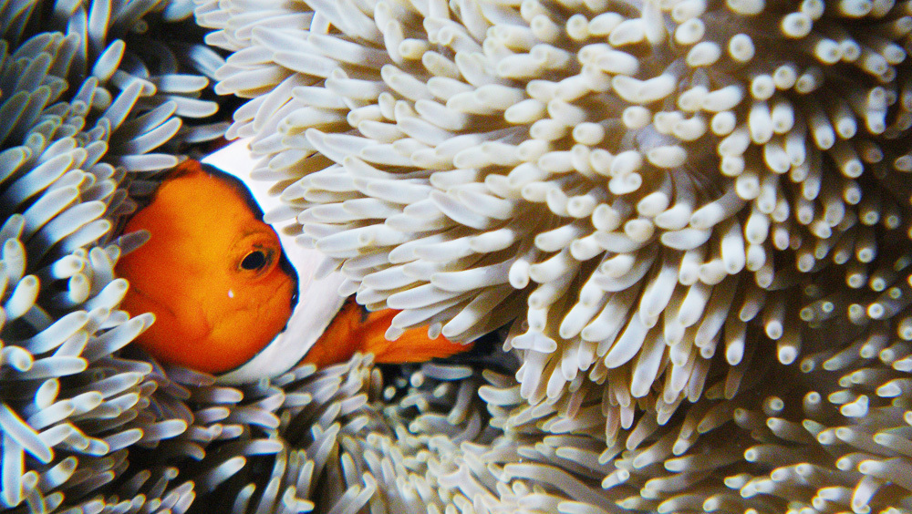 clownfish