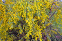 mimosa