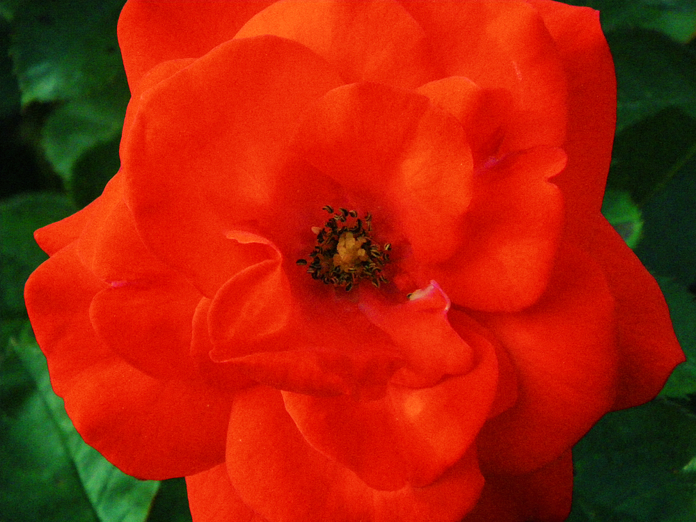 red wild rose