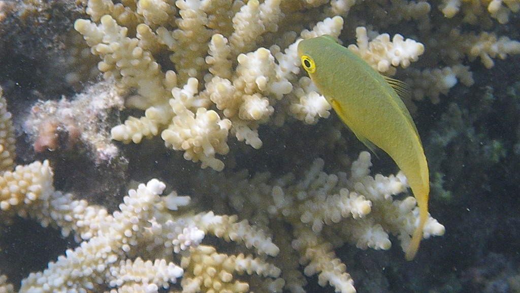 ネッタイスズメダイ