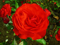 red rose