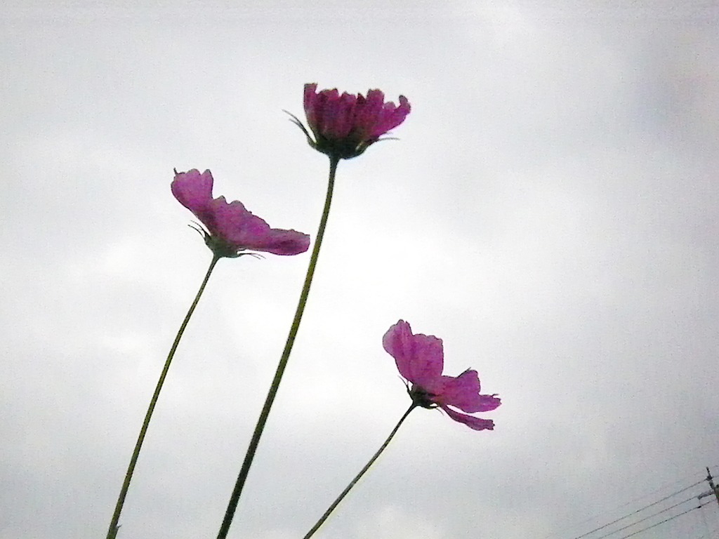 cosmos