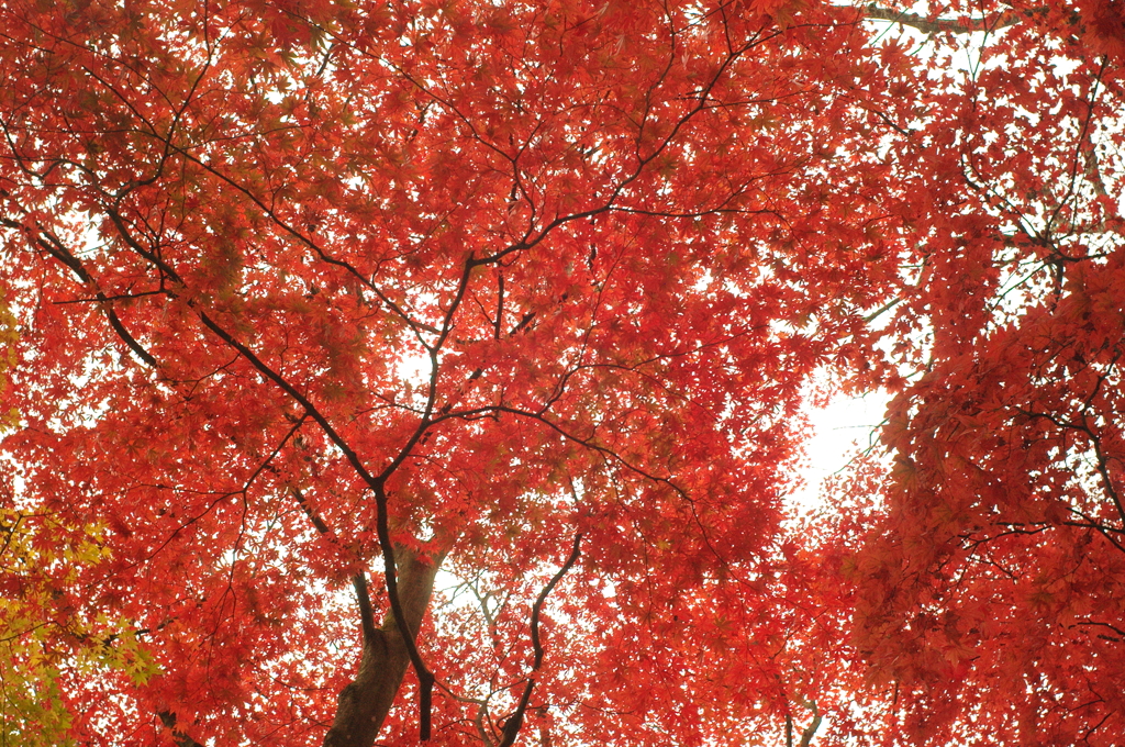 紅葉
