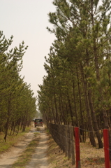 松林