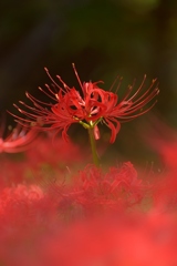 曼珠沙華