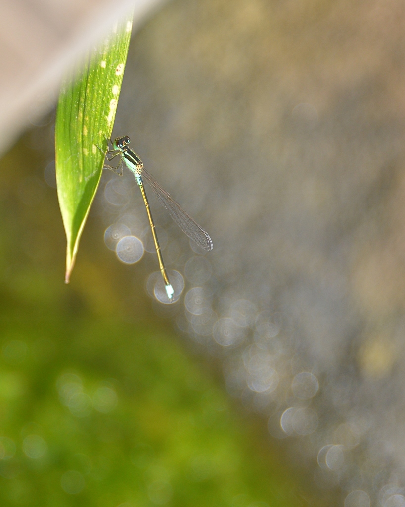 夏4