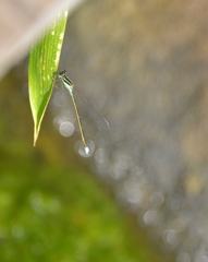 夏4