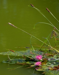 夏5