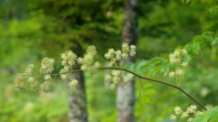 上高地で見た花。
