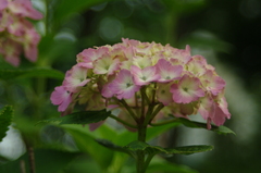 IMGP0664
