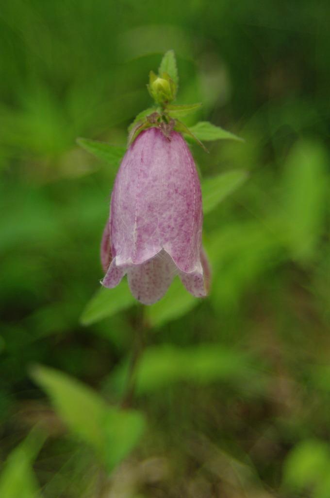 IMGP0663