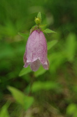 IMGP0663