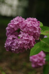 IMGP0666