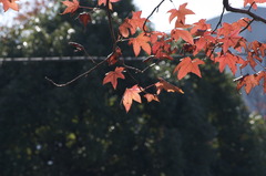 紅葉