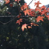 紅葉