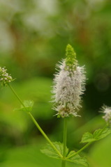 野花