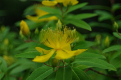 IMGP0665