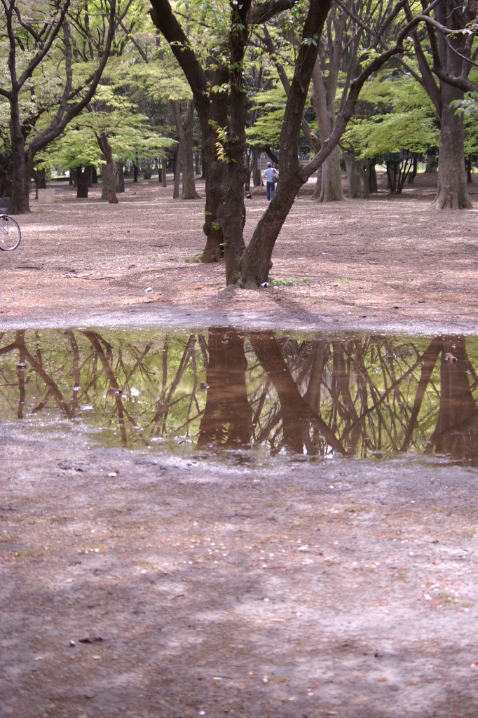 もう1つの林