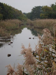 野鳥公園の朝