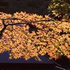 IMG_1284