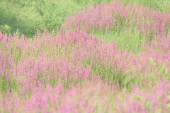 IMG_0210