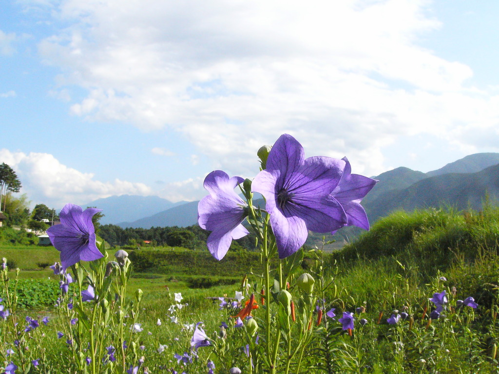 夏の風景