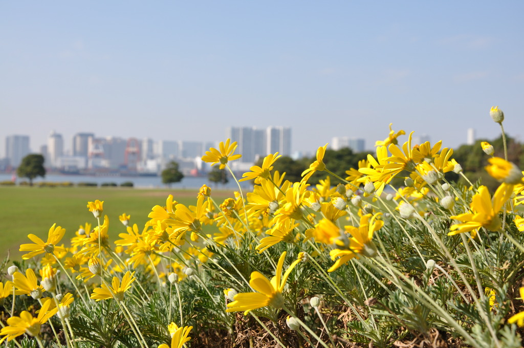お台場の黄色い花　