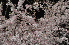 六義園夜桜１