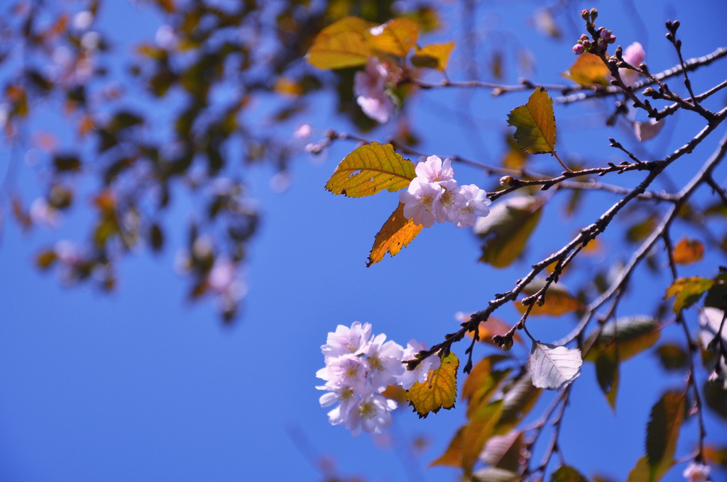 10月桜