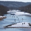 雪裡川の丹頂