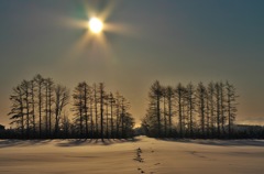 朝日と雪・樹木