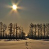 朝日と雪・樹木