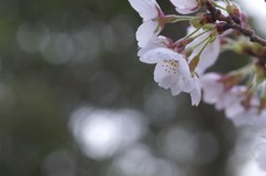 αで桜