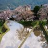 三重県　三多気の桜