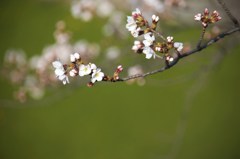 名古屋城内の桜