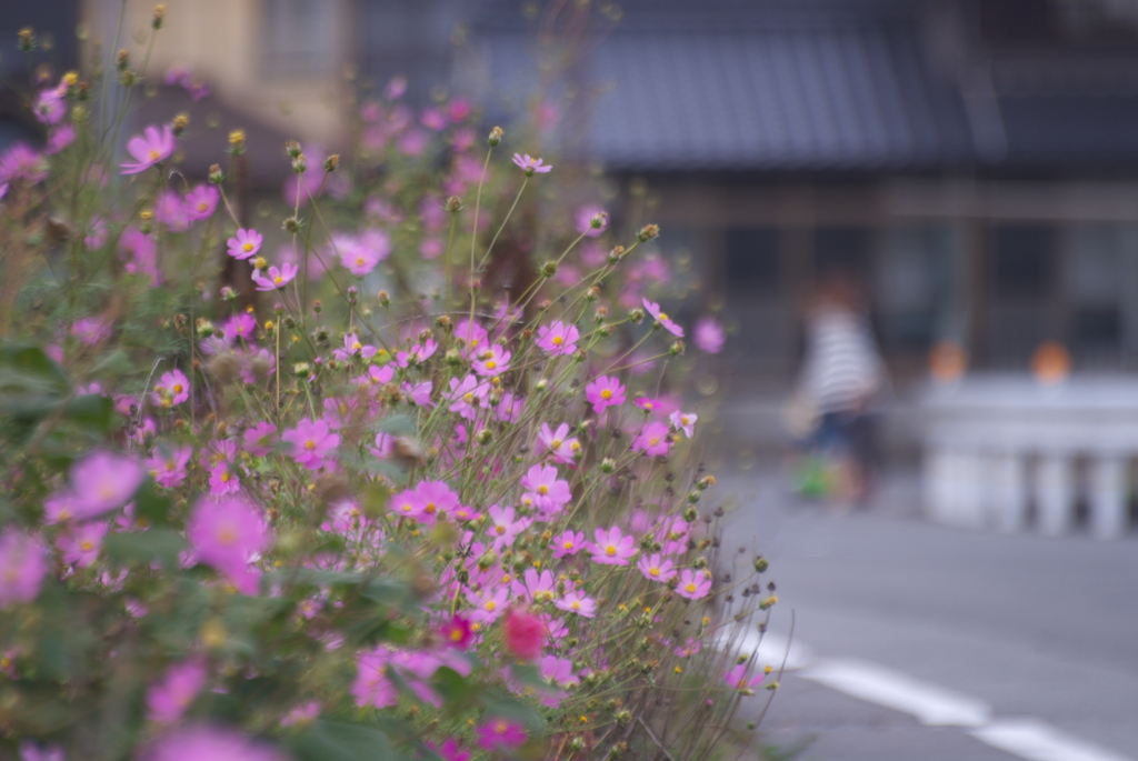 秋の散歩道