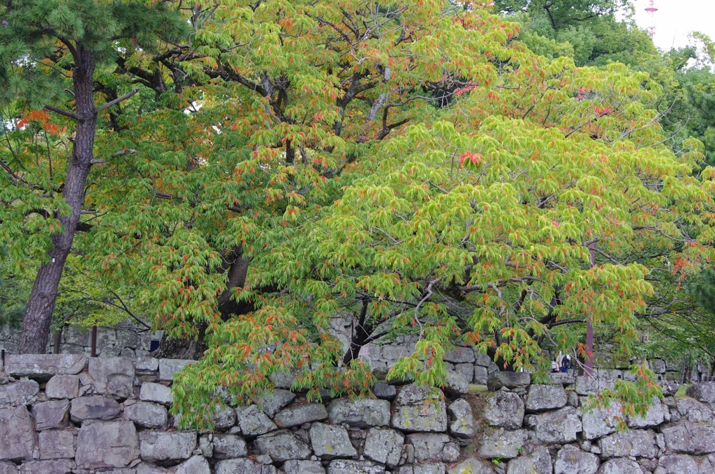紅葉の始まり